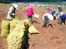 La producción de papas en Jalisco tiene una pequeña superficie de 1,480 hectáreas en los municipios de Tapalpa y Sayula. ARCHIVO  /
