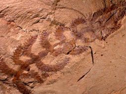 La Diania habitaba el fondo marino de lo que hoy es la provincia de Yunnan. EFE  /