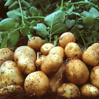 Estudian impacto ambiental de los transgénicos en Latinoamérica