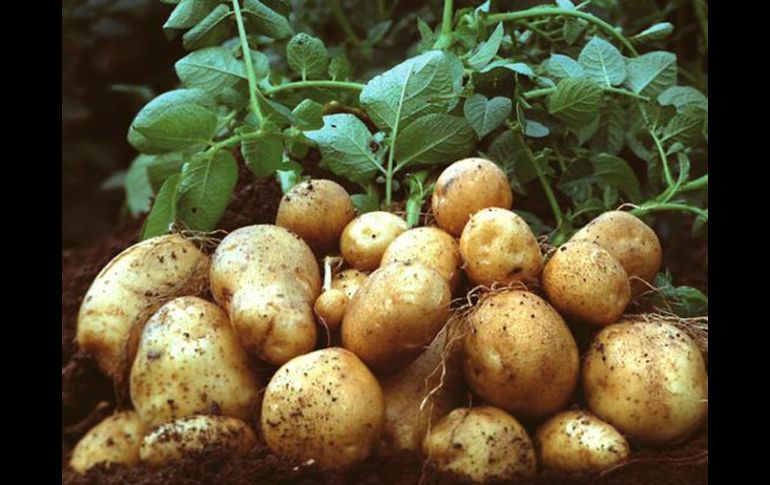 Este tipo de estudios sobre biotecnología y bioseguridad se han desarrollado en Estados Unidos y Europa.EFE  /