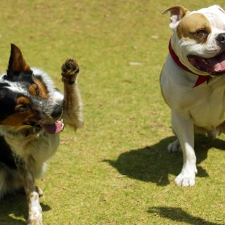 Dogs, el espectáculo de los perros llega a la VFG