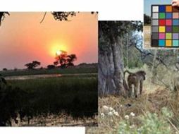 Estudios previos sugerían que la retina se adaptaba al entorno animal. ESPECIAL  /