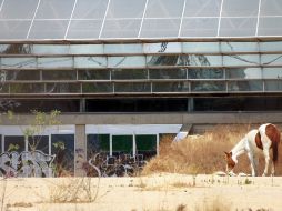 El Planetario Severo Díaz Galindo luce abandonado y las instalaciones han sido dañadas por grafiteros. A. GARCÍA  /