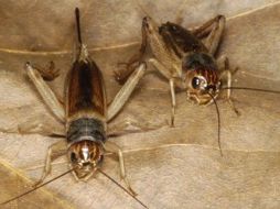 Investigadores afirman que el macho ganador produce un sonido de cortejo en presencia del macho subordinado. ESPECIAL  /