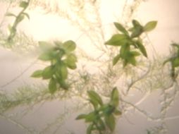 La investigación cuenta con el apoyo del IPN y Conacyt. ID  /