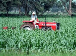 En Sinaloa se  perdieron 500 mil hectáreas de maíz y más de 100 mil de otros cultivos. ARCHIVO  /