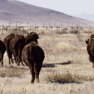 Muro fronterizo dificulta recuperación del bisonte en México