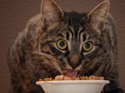 Los gatos son animales que necesitan un alimento balanceado, equilibrado de proteínas, hidratos de carbono y lípidos. AGENCIAS ID  /