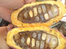 Frutos de cacao en proceso de pudrición a causa del hongo Moniliophthora roreri. Cortesía: UNACH  /