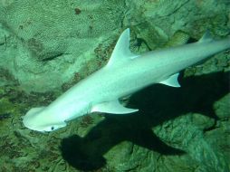 En los últimos diez años, su población ha descendido en un 50 por ciento.EFE  /