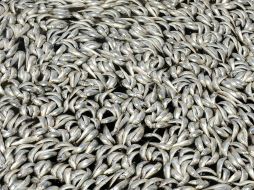Científicos trabajan para determinar que causó la muerte de estos peces. EFE  /