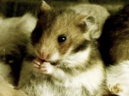 La ASPCA determinará si el roedor falleció en condiciones violentas. AFP  /