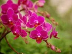 Las orquídeas, generalmente conocidas por sus especies ornamentales, también se cultivan para obtener, la vainilla. EFE  /