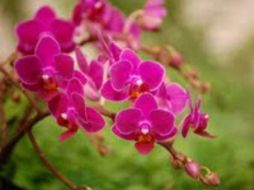 Las orquídeas también se cultivan para obtener la vainilla. EFE  /