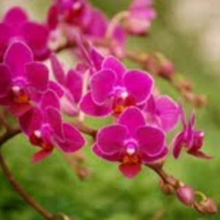 Celebran la belleza y variedad de las orquídeas