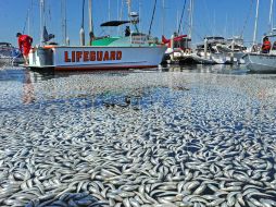 Decenas de embarcaciones flotaron literalmente sobre un mar de peces muertos. AP  /