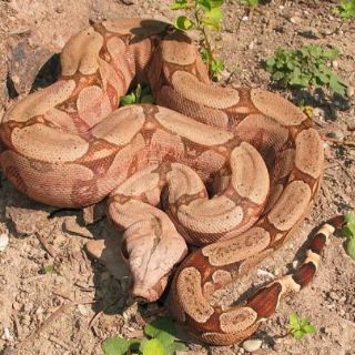 Capturan en Colombia a una serpiente de tres metros cerca de un jardín infantil