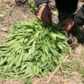 El adicto es un enfermo, no un delincuente, afirma Córdova