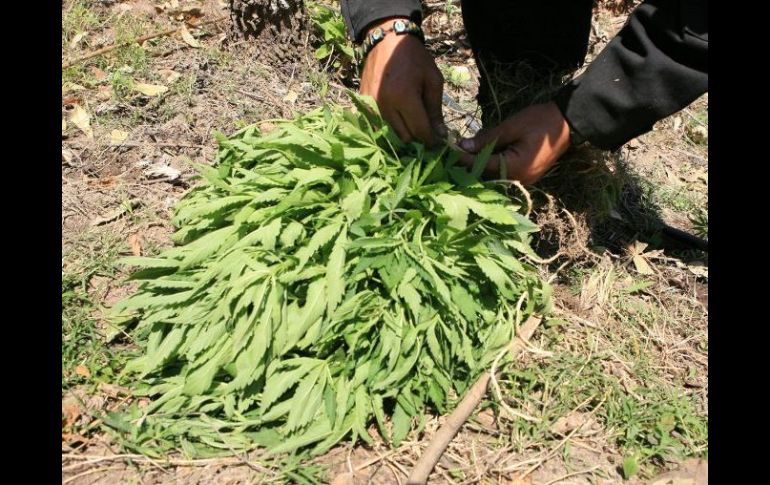 En los últimos años creció un 50 por ciento el consumo de marihuana. ARCHIVO  /