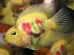 El precio de los peces se incrementa al grabar con láser en su lomo flores o ideogramas chinos de la fortuna. EFE  /