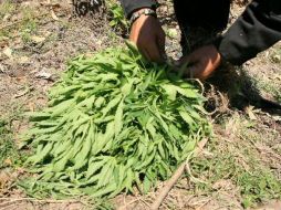 La denuncia anónima permitió que soldados encontrarán el sembradío de mariguana. ESPECIAL  /