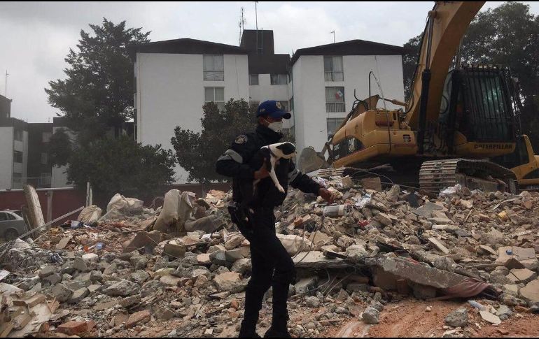 Durante los trabajos de rescate los perros rescatistas han sido fundamentales.
