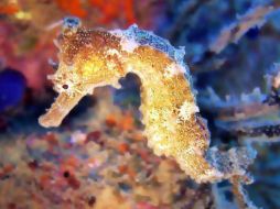 En 2004 acordó brindar protección internacional a los caballitos. EFE  /