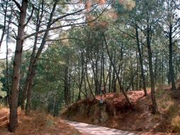 Desde 1971 se celebra el Día Forestal Mundial cada 21 de marzo.ARCHIVO  /