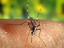 En el desarrollo no se pretende eliminar ninguna especie. EFE  /