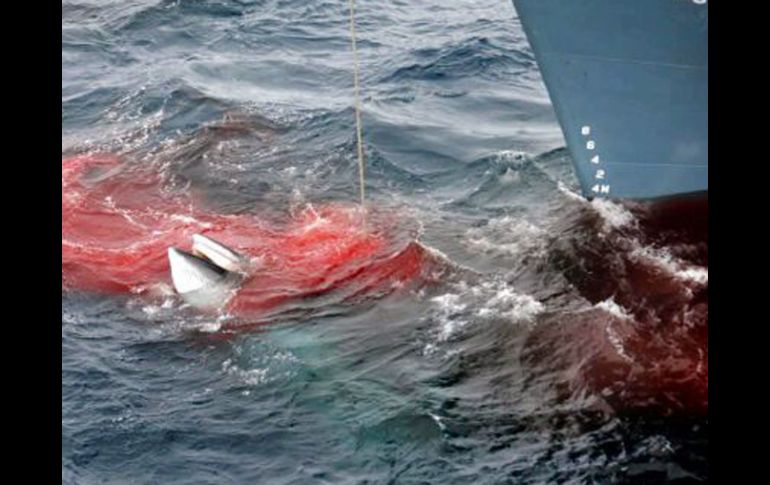 La caza de ballenas ha reportado a Tokio constantes críticas en todo el mundo. EFE  /