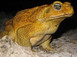 Estos sapos han desarrollado patas más largas que les permite recorrer con mayor velocidad distancias más largas. ESPECIAL  /