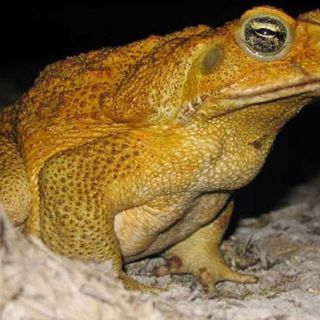 Descubren cambios físicos en los sapos de caña