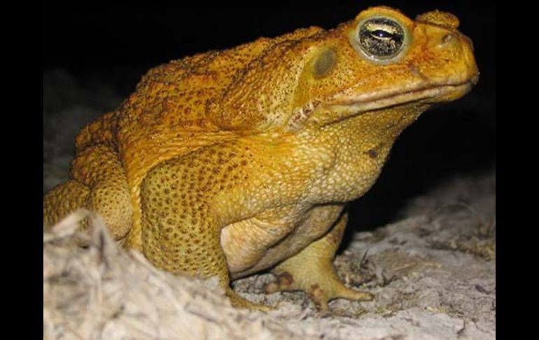 Estos sapos han desarrollado patas más largas que les permite recorrer con mayor velocidad distancias más largas. ESPECIAL  /