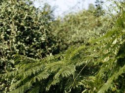 El tipo de muérdago que prolifera en el bosque es el struthanthus. E. PACHECO  /