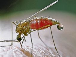 La malaria llega al humano a través de la picadura de mosquitos del género Anopheles. ESPECIAL  /