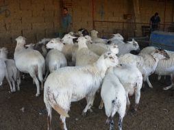 Señalan que el ganado ovino Pelifolk (foto) ha registrado una gran demanda en recientes exposiciones en varios estados del país.ARCHIVO  /
