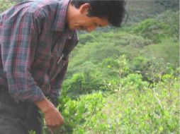 Bolivia constituye una fuente de producción de cocaína, así como una ruta para transitar la mercancía. ESPECIAL  /