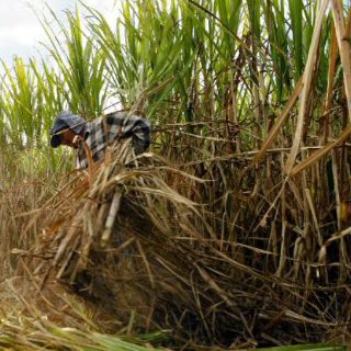 Aumenta la producción de azúcar en el país en zafra 2011