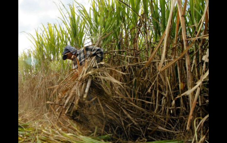 Se espera contar con suficiente volumen azucarero para el abasto nacional e incluso exportar. ARCHIVO  /