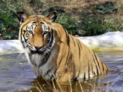 Un tigre se refresca en un estanque en el parque nacional Van Vihar de Bhopal, India. EFE  /
