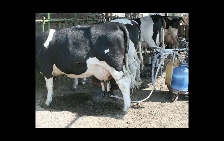 Actualmente Liconsa paga a 4.70 pesos el litro de leche a sus ganaderos. ARCHIVO  /