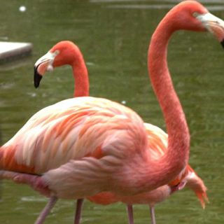Aumenta población de flamencos en Galápagos