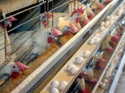 El huevo de Jalisco es un ejemplo de la expansión del mercado internacional para productos del campo. S. NUÑEZ  /