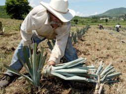 El tequila salió beneficiado en 2010, con ventas externas superiores a los 748 MDD. ARCHIVO  /