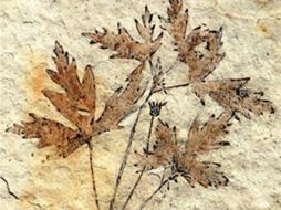 Con el hallazgo se llevará a cabo la investigación sobre la evolución del cambio continuo que propuso Charles Darwin. ESPECIAL  /