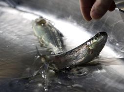En un estudio, las mujeres que consumieron salmón, presentarón un deterioro menor en la masa ósea en los siguientes cuatro años.EFE  /