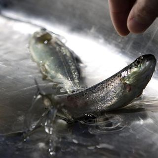 Estudio asocia la dieta rica en pescado con huesos más fuertes