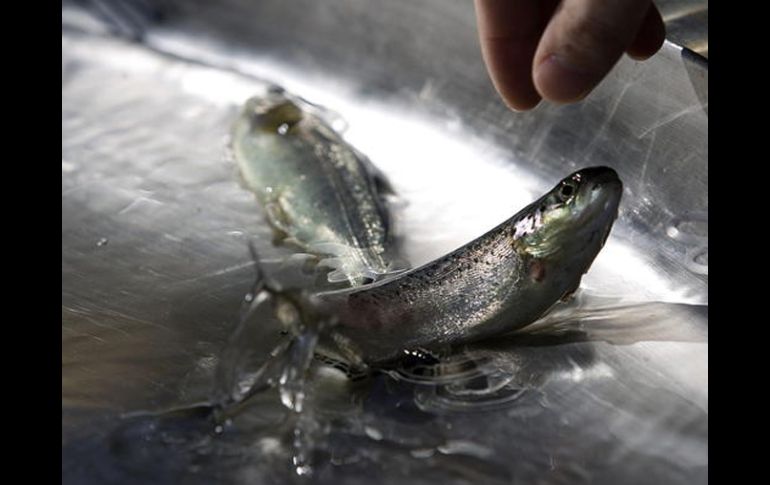 En un estudio, las mujeres que consumieron salmón, presentarón un deterioro menor en la masa ósea en los siguientes cuatro años.EFE  /