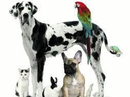 Analiza cuidadosamente tu situación y elige la mascota que mejor se adapte a tus posibilidades. ESPECIAL  /