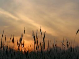 Los productores de trigo pactaron precios por tres mil 733 pesos por tonelada para el trigo cristalino. ARCHIVO  /